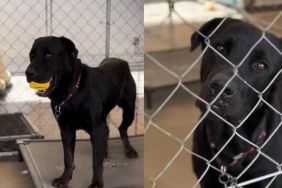 Shelter Dog Clutches His Favorite Toy, Waiting for a Playmate, but No One Turns Up