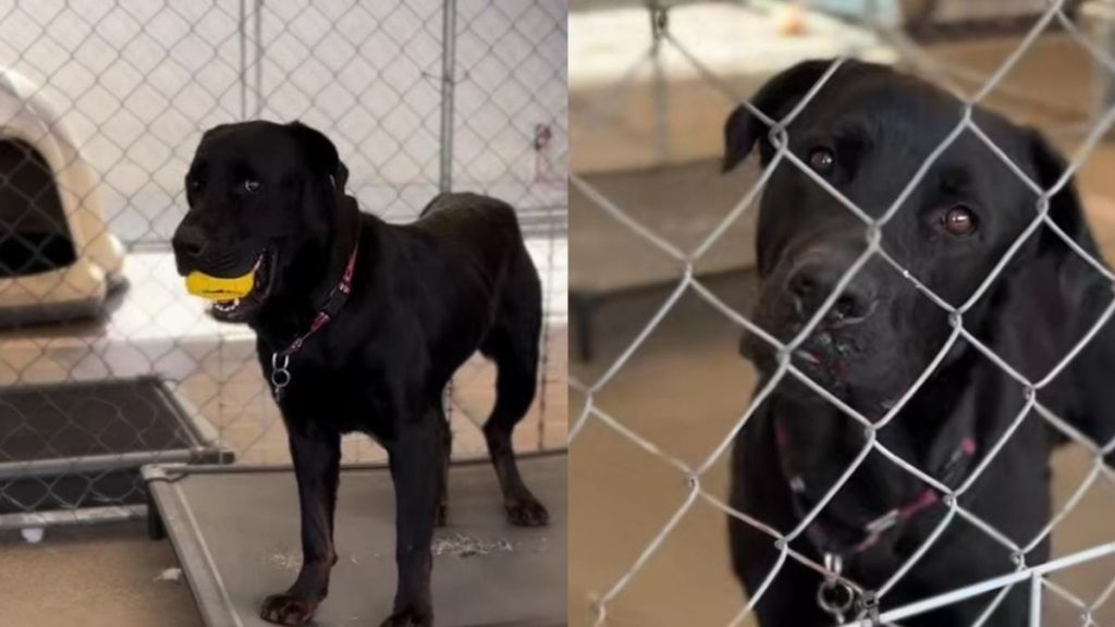 Shelter Dog Clutches His Favorite Toy, Waiting for a Playmate, but No One Turns Up