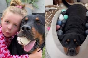 ‘Dangerous’ Big Dog Shares an Unbreakable Bond With Little Girl That Changes Everything