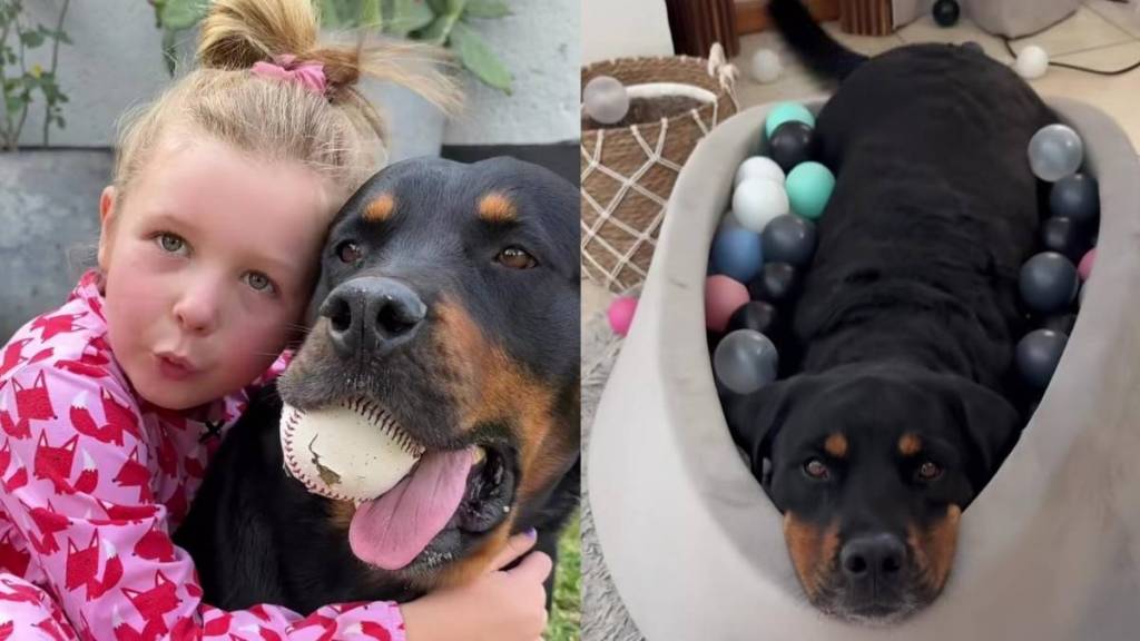 ‘Dangerous’ Big Dog Shares an Unbreakable Bond With Little Girl That Changes Everything