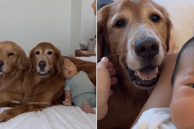 golden retrievers tiny baby bond