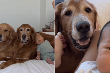 golden retrievers tiny baby bond