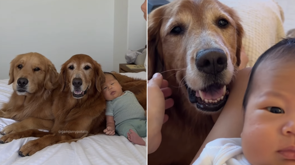 golden retrievers tiny baby bond