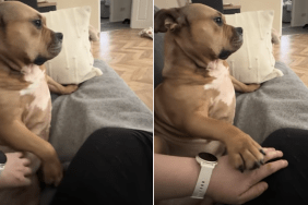 rescue dog human belly scratches