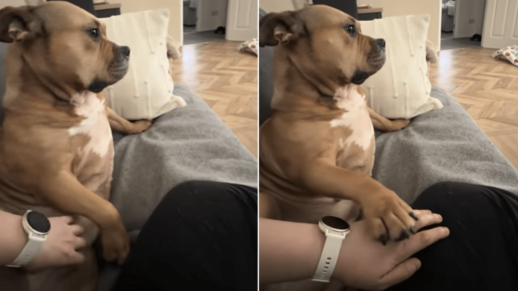 rescue dog human belly scratches