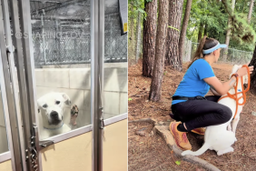 shelter dog video