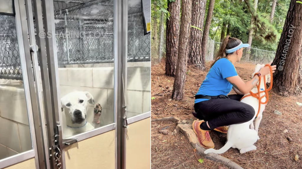 shelter dog video