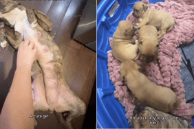 mama foster dog