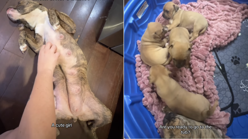 mama foster dog
