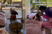 shelter dog video