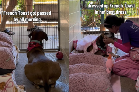 shelter dog video
