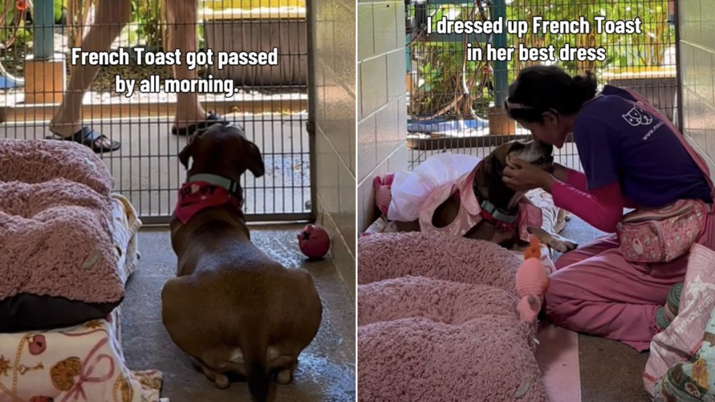 shelter dog video