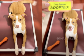 shelter dog video
