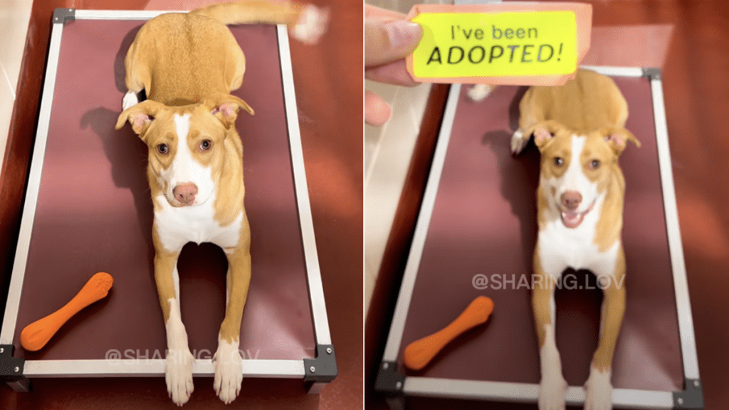 shelter dog video