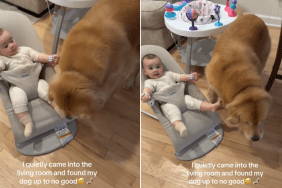 golden retriever baby