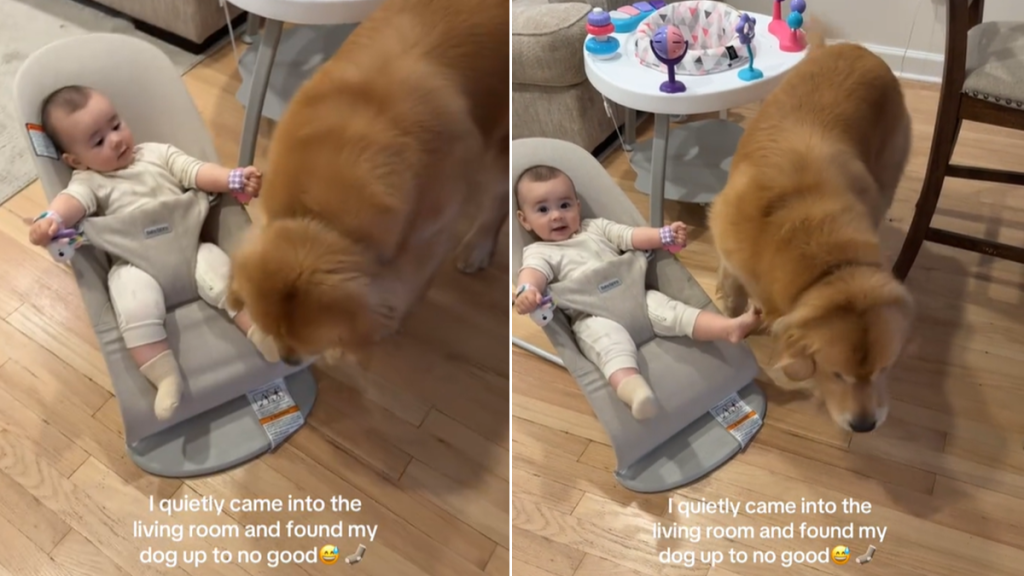 golden retriever baby