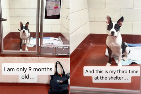 shelter dog video