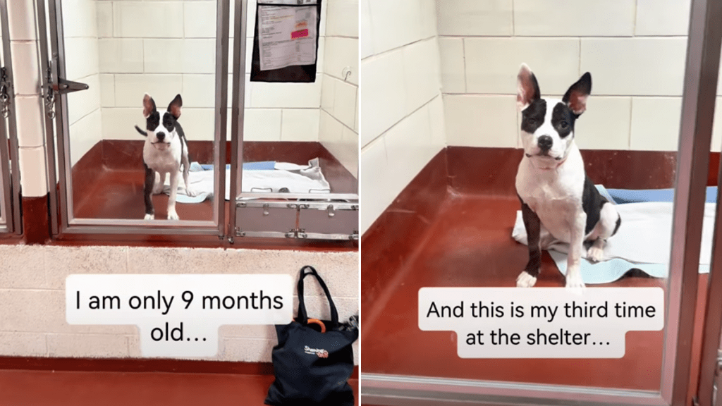 shelter dog video