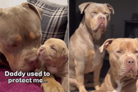 dog dad video