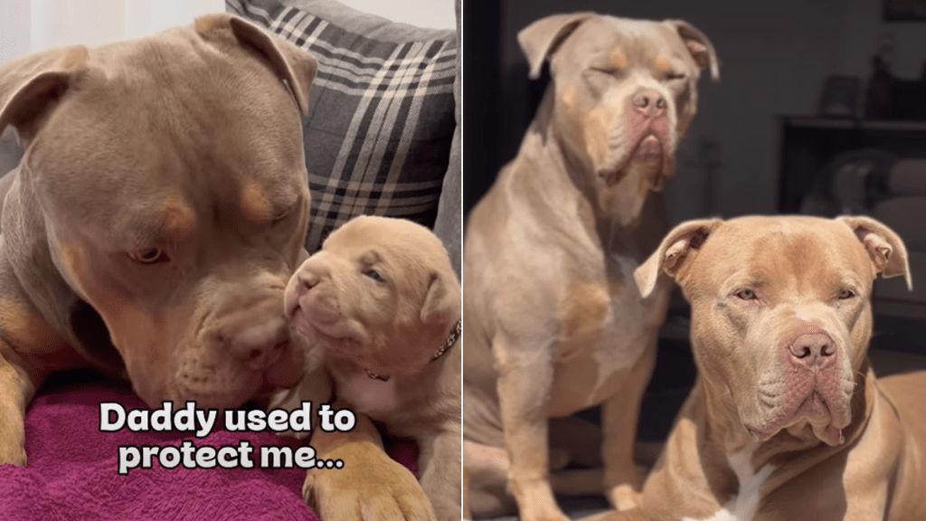 dog dad video