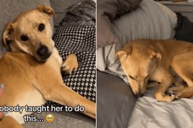 sassy dog bed time mom