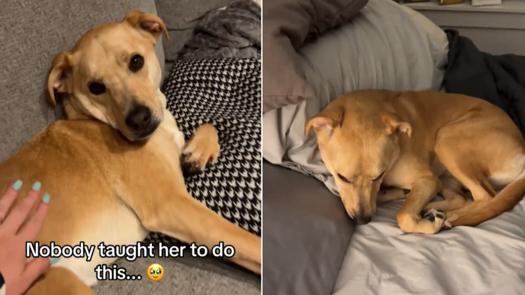 sassy dog bed time mom