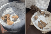 mama rescue dog babies
