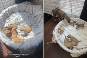 mama rescue dog babies