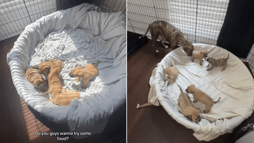 mama rescue dog babies