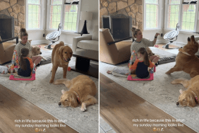 dog video