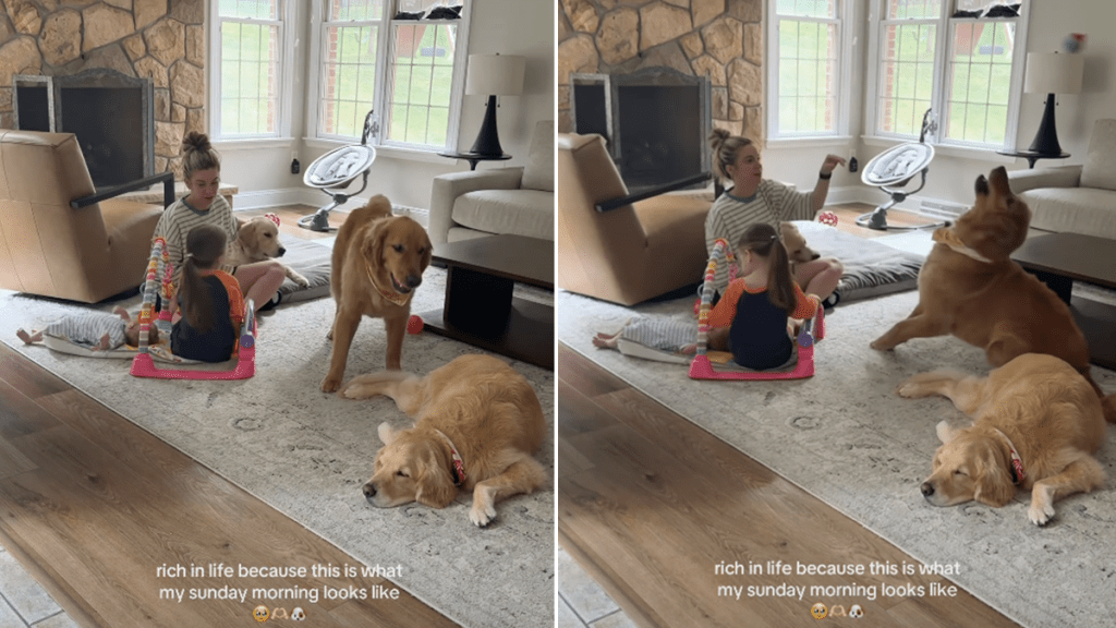 dog video