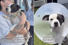 rescue dog pain foster home