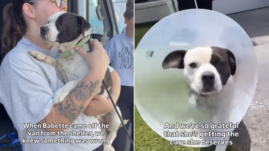 rescue dog pain foster home