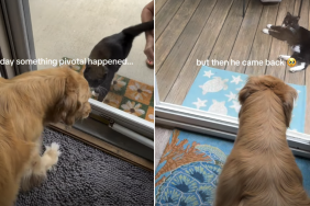 golden retriever video