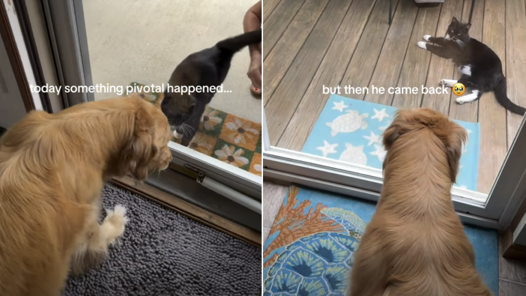 golden retriever video