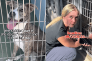 shelter dog last day human plea