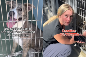 shelter dog last day human plea