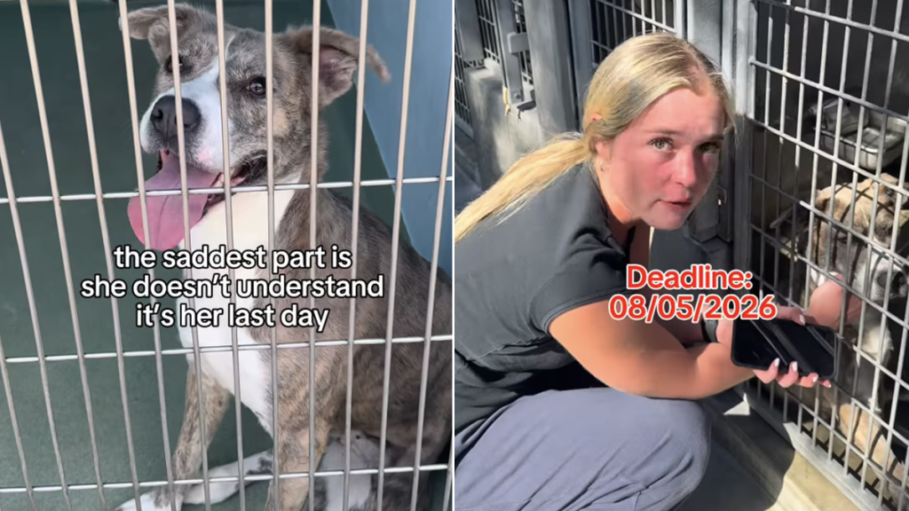 shelter dog last day human plea
