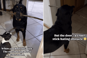 big dog giant stick door