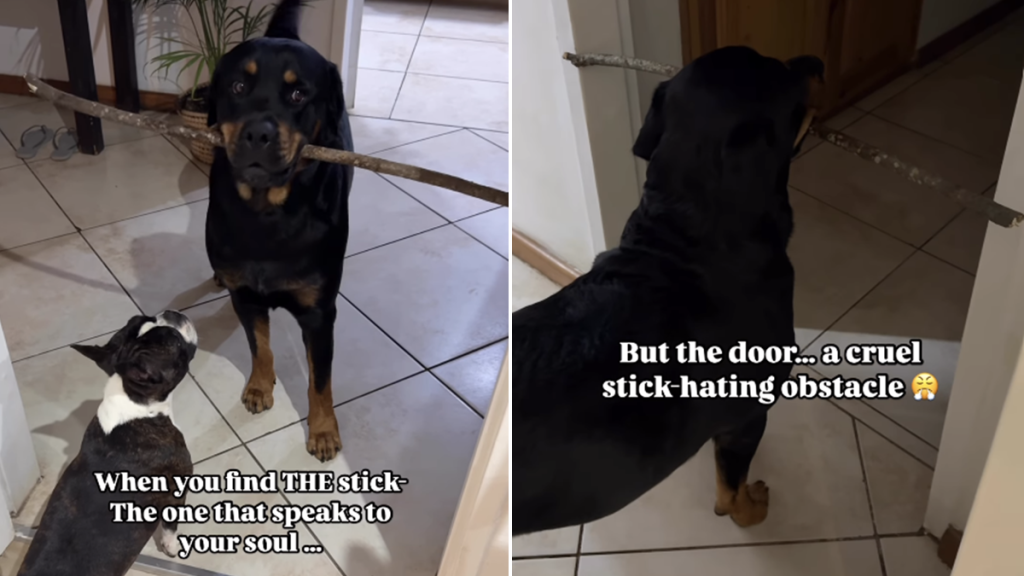 big dog giant stick door