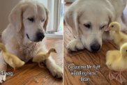 golden retriever whine babies