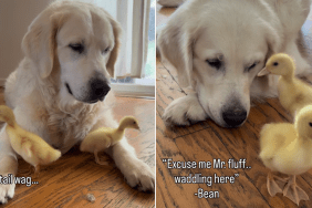 golden retriever whine babies