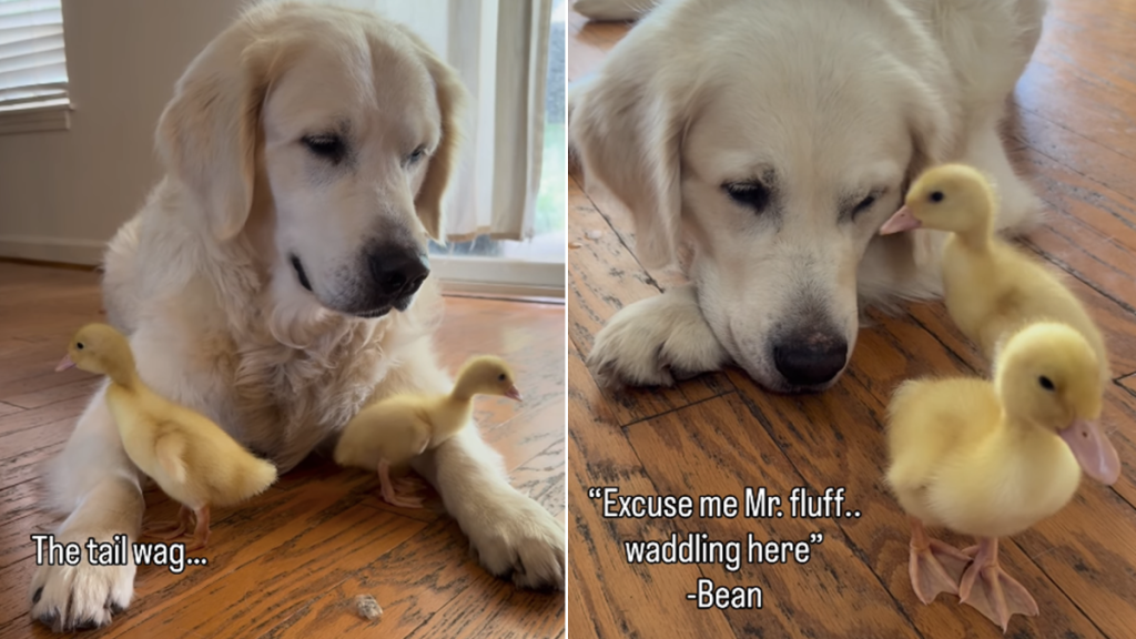 golden retriever whine babies