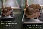 shelter dog sleep chaos kennel