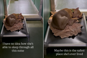 shelter dog sleep chaos kennel