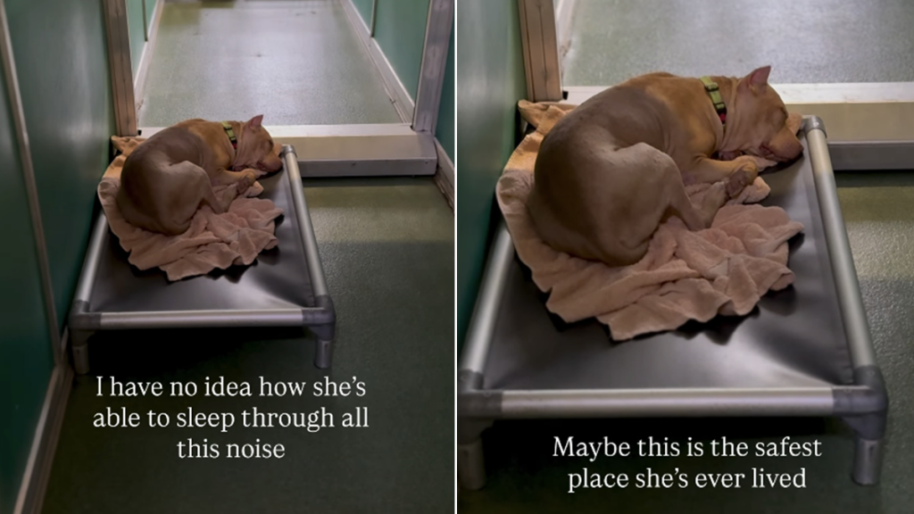 shelter dog sleep chaos kennel