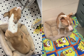 shelter dog video