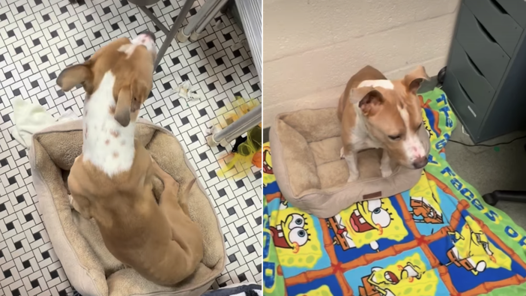 shelter dog video