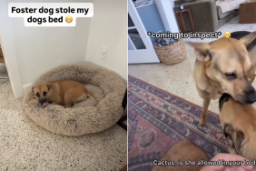 rescue dog video