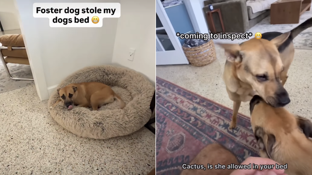 rescue dog video